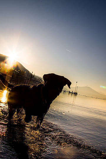 Urlaub mit Hund